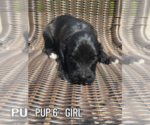 Small #5 Goldendoodle