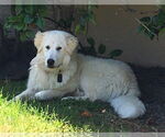 Small #1 Great Pyrenees
