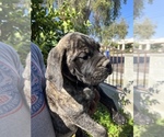 Small Photo #57 Bullmastiff Puppy For Sale in LOS ANGELES, CA, USA