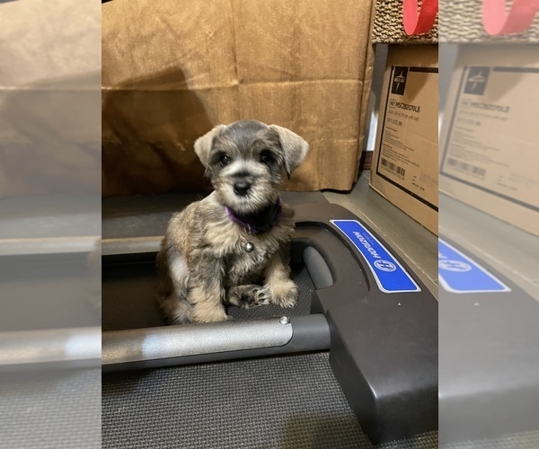 Medium Photo #2 Schnauzer (Miniature) Puppy For Sale in EL PASO, TX, USA