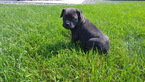 Puppy 3 America Bandogge Mastiff
