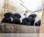 Small Photo #1 Labrador Retriever Puppy For Sale in LINCOLN UNIV, PA, USA