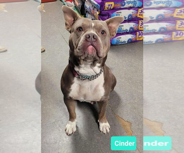 Medium Photo #2 American Bulldog-Boston Terrier Mix Puppy For Sale in Richmond, IN, USA