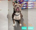 Small #1 American Bulldog-Boston Terrier Mix