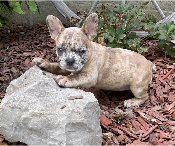 Medium Photo #3 French Bulldog Puppy For Sale in PRYOR, OK, USA