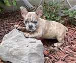 Small Photo #3 French Bulldog Puppy For Sale in PRYOR, OK, USA