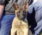 Puppy M3 Belgian Malinois