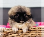 Small Photo #2 Pekingese Puppy For Sale in CINCINNATI, OH, USA