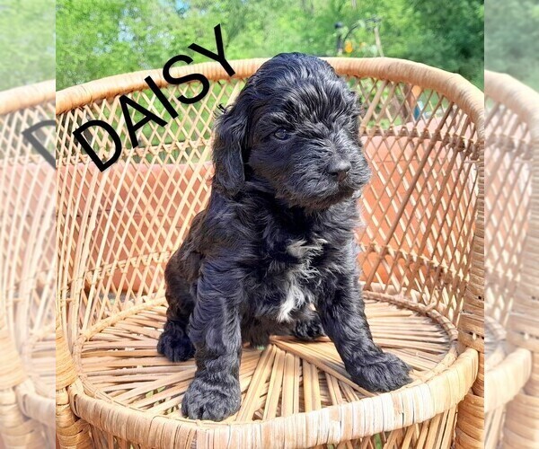Medium Photo #1 Labradoodle-Poodle (Standard) Mix Puppy For Sale in MILLVILLE, MN, USA