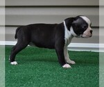Small Photo #6 Boston Terrier Puppy For Sale in MACON, GA, USA