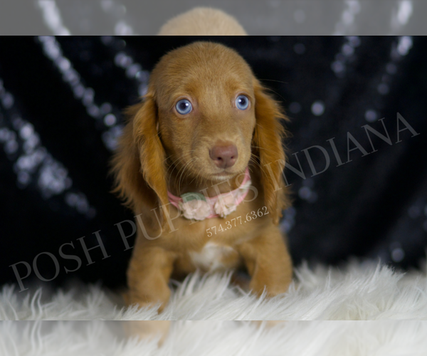 Medium Photo #5 Dachshund Puppy For Sale in WARSAW, IN, USA