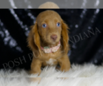 Small #4 Dachshund