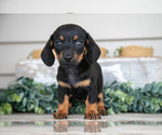 Puppy Lucy Dachshund