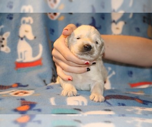 Goldendoodle Puppy for sale in UNION CITY, TN, USA