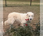 Small #7 Great Pyrenees