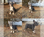 Small #2 French Bulldog