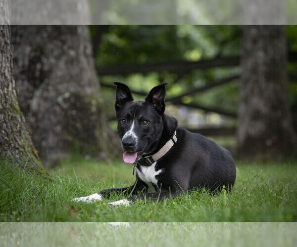 Medium Photo #9 Mutt Puppy For Sale in Arlington, VA, USA