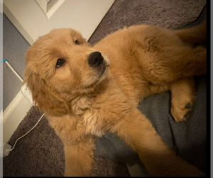 Golden Retriever Dog for Adoption in ROCKLIN, California USA