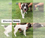 Puppy Benny German Shorthaired Pointer