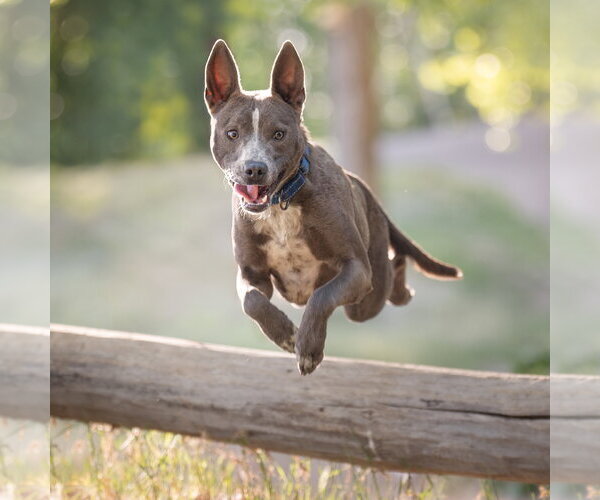 Medium Photo #3 Mutt Puppy For Sale in Salt Lake City, UT, USA