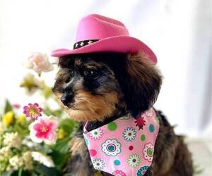 Schnoodle (Miniature) Puppy for Sale in SYLVANIA, Georgia USA