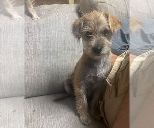 Mutt Dogs for adoption in Jackson Township, NJ, USA