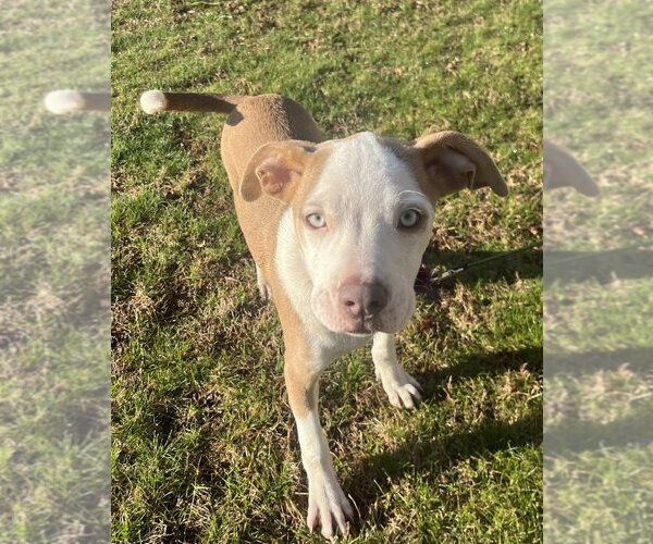 Medium Photo #4 Mutt Puppy For Sale in Oak Bluffs, MA, USA