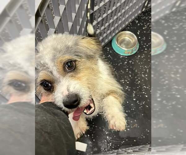 Medium Photo #4 Mutt Puppy For Sale in Jackson Township, NJ, USA