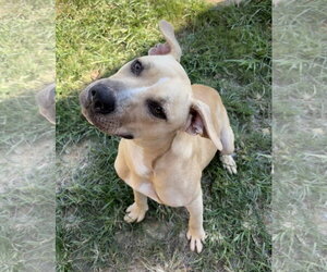 American Pit Bull Terrier-Unknown Mix Dogs for adoption in Wetumpka, AL, USA