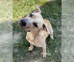 261429  Phoebe - Female American Pit Bull Terrier-Unknown Mix Dog for Adoption - Small photo