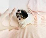 Image preview for Ad Listing. Nickname: Teacup Puppy