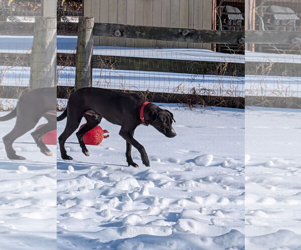 Medium Photo #3 Mutt Puppy For Sale in Rustburg, VA, USA