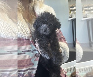 Poodle (Toy) Puppy for sale in CLIMAX, MI, USA