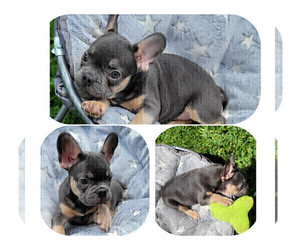 French Bulldog Puppy for sale in HOLLYWOOD, FL, USA