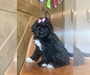 Aussie-Poo-Aussiedoodle Miniature  Mix Puppy for sale in CENTRALIA, IL, USA
