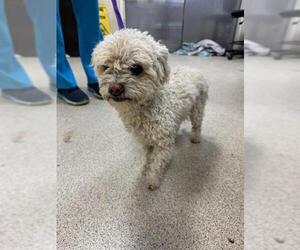Medium Poodle (Toy) Mix