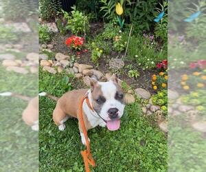 Bullypit Dogs for adoption in Louisville, KY, USA