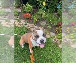 Small Bullypit