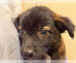 Small #7 Mutt