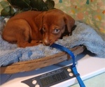 Puppy 4 Australian Shepherd-Vizsla Mix