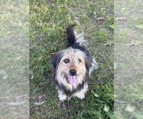 Medium Photo #4 Mutt Puppy For Sale in Boston, MA, USA