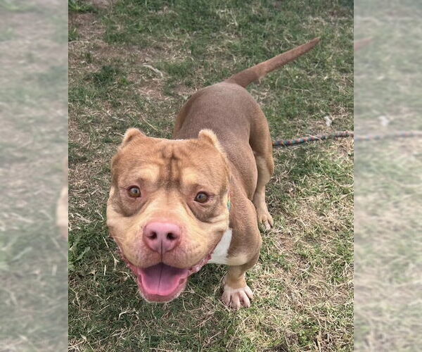 Medium Photo #4 American Staffordshire Terrier-Unknown Mix Puppy For Sale in phoenix, AZ, USA