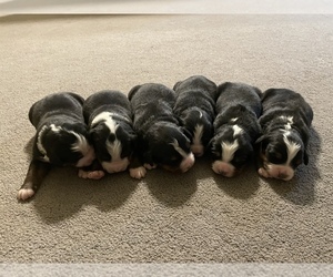 Bernese Mountain Dog Puppy for sale in ARGONNE, WI, USA