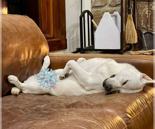 Medium Photo #4 Labrador Retriever-Unknown Mix Puppy For Sale in Rockaway, NJ, USA