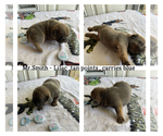 Small Photo #13 French Bulldog Puppy For Sale in CARROLLTON, TX, USA