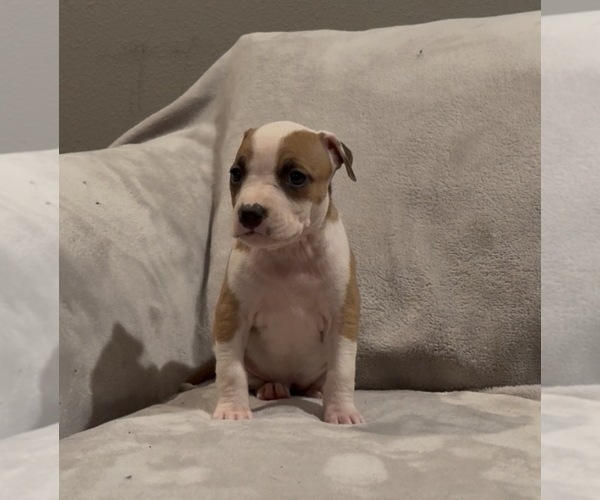 Medium Photo #3 American Staffordshire Terrier Puppy For Sale in VILONIA, AR, USA