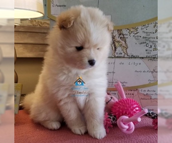 Medium Photo #28 Pomsky Puppy For Sale in RAMSEY, MN, USA