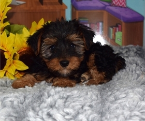 Yorkshire Terrier Puppy for sale in BARNESVILLE, KS, USA