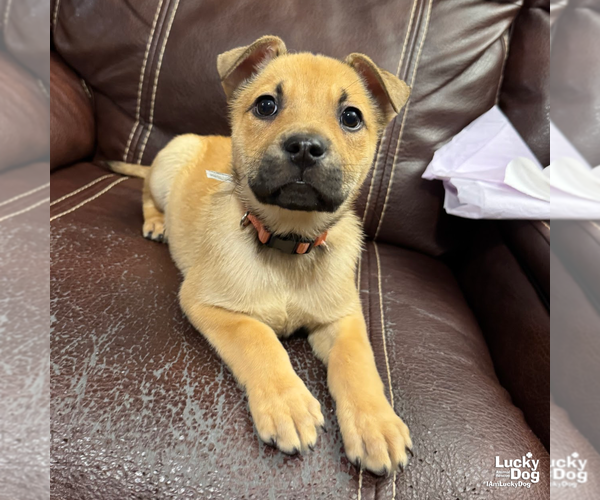 Medium Photo #9 Mutt Puppy For Sale in Washington, DC, USA