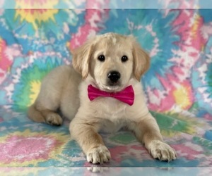 American Eskimo Dog-Goldendoodle Mix Puppy for sale in LANCASTER, PA, USA